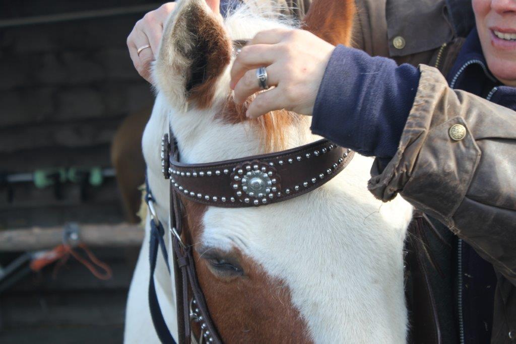 Wat de oren zeggen Natural Western Riding Center