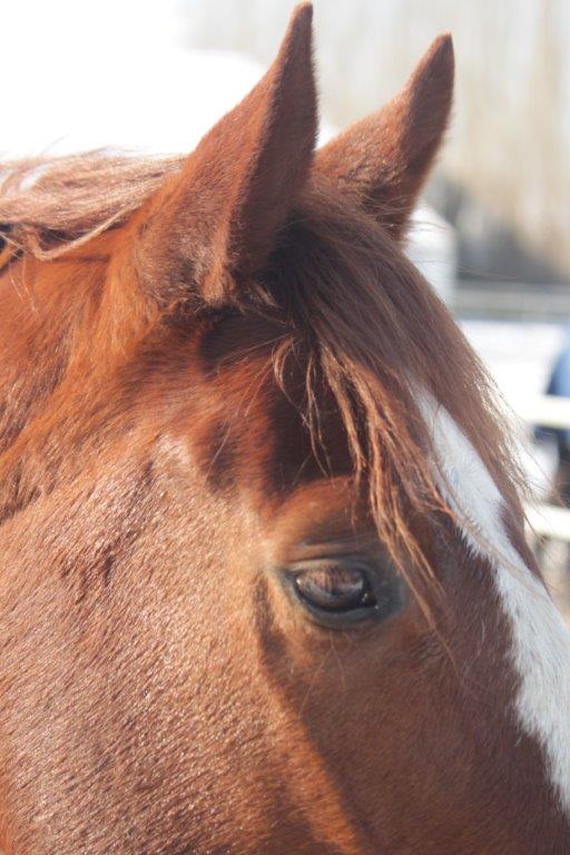 Wat de oren zeggen Natural Western Riding Center