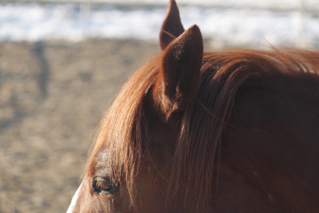 Wat de oren zeggen Natural Western Riding Center