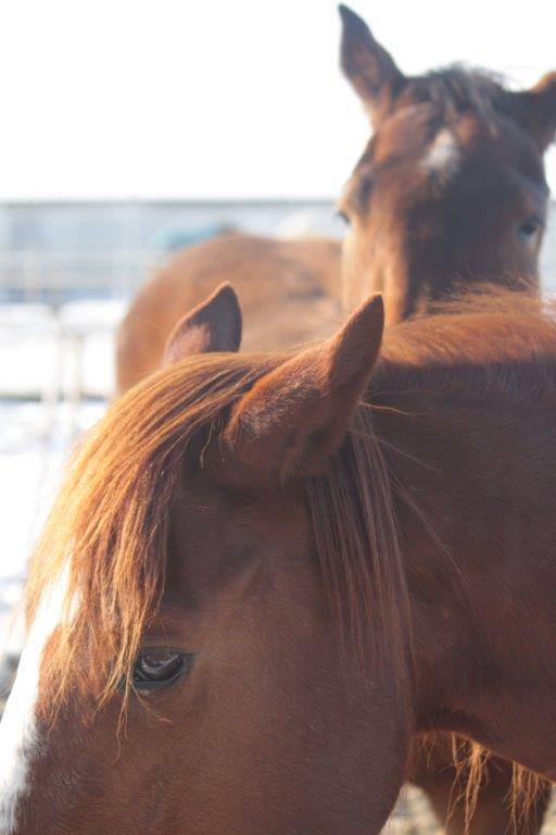 Wat de oren zeggen Natural Western Riding Center