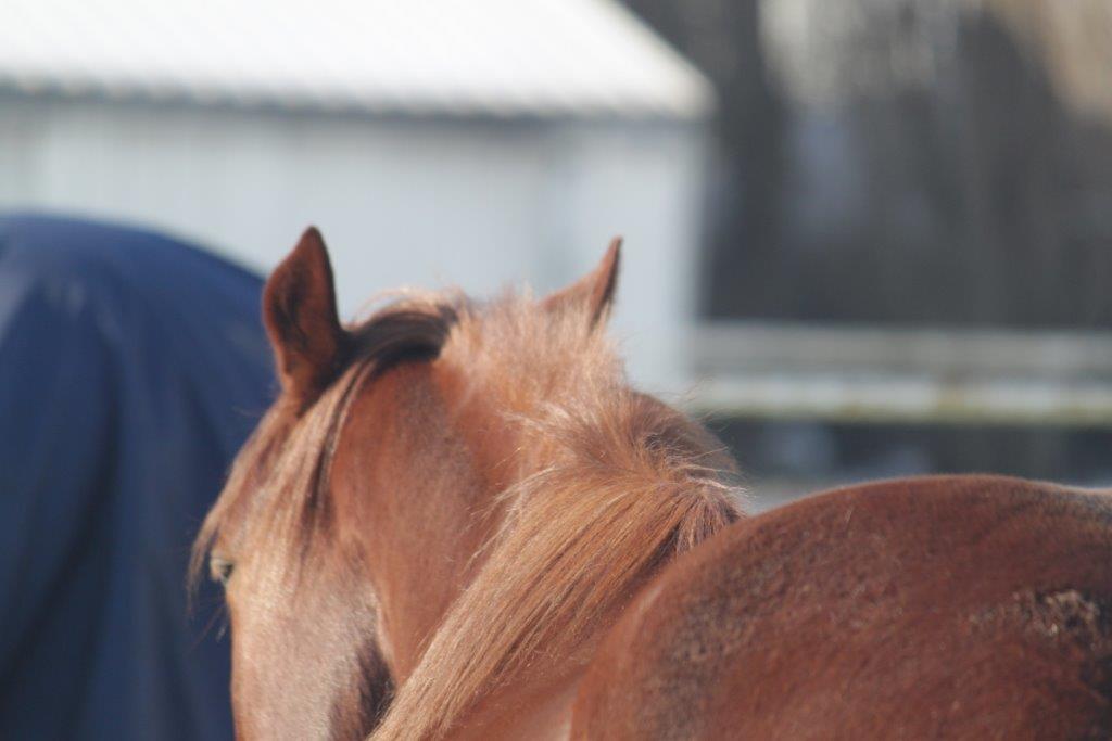 Wat de oren zeggen Natural Western Riding Center