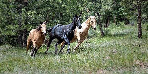 drie dravende paarden tijdens een natural horsemanship training