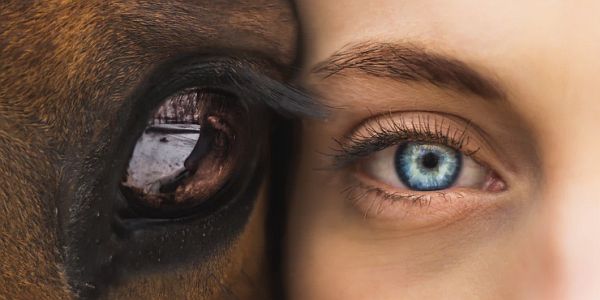 Oog van paard en mens naast elkaar