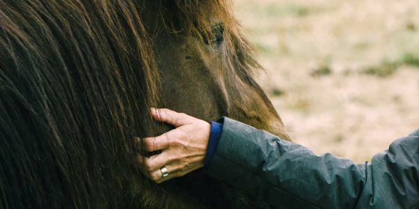 iemand die een paard aanhaalt met zijn hand